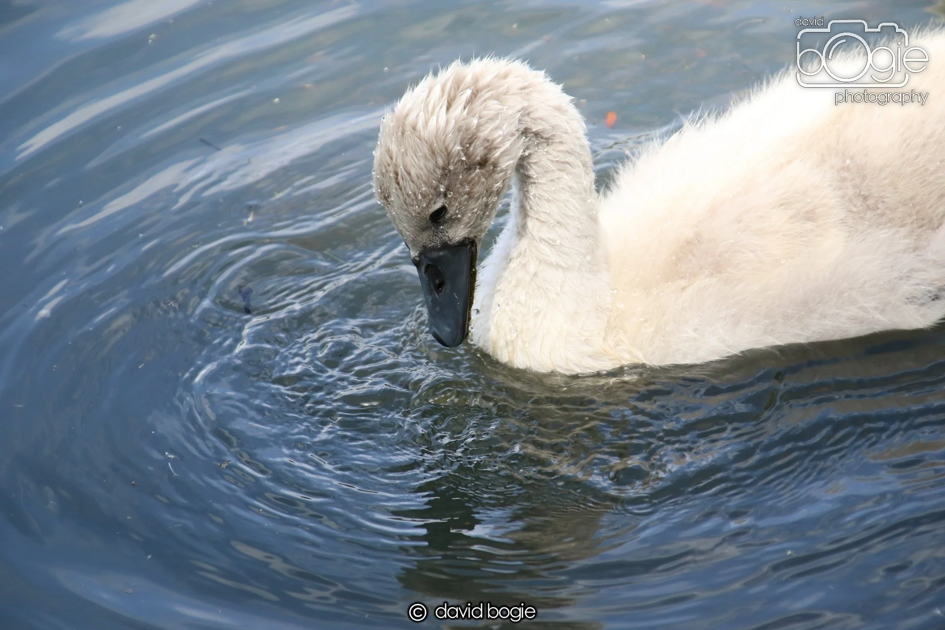 20250613 114612 Beveridge 0026.JPG