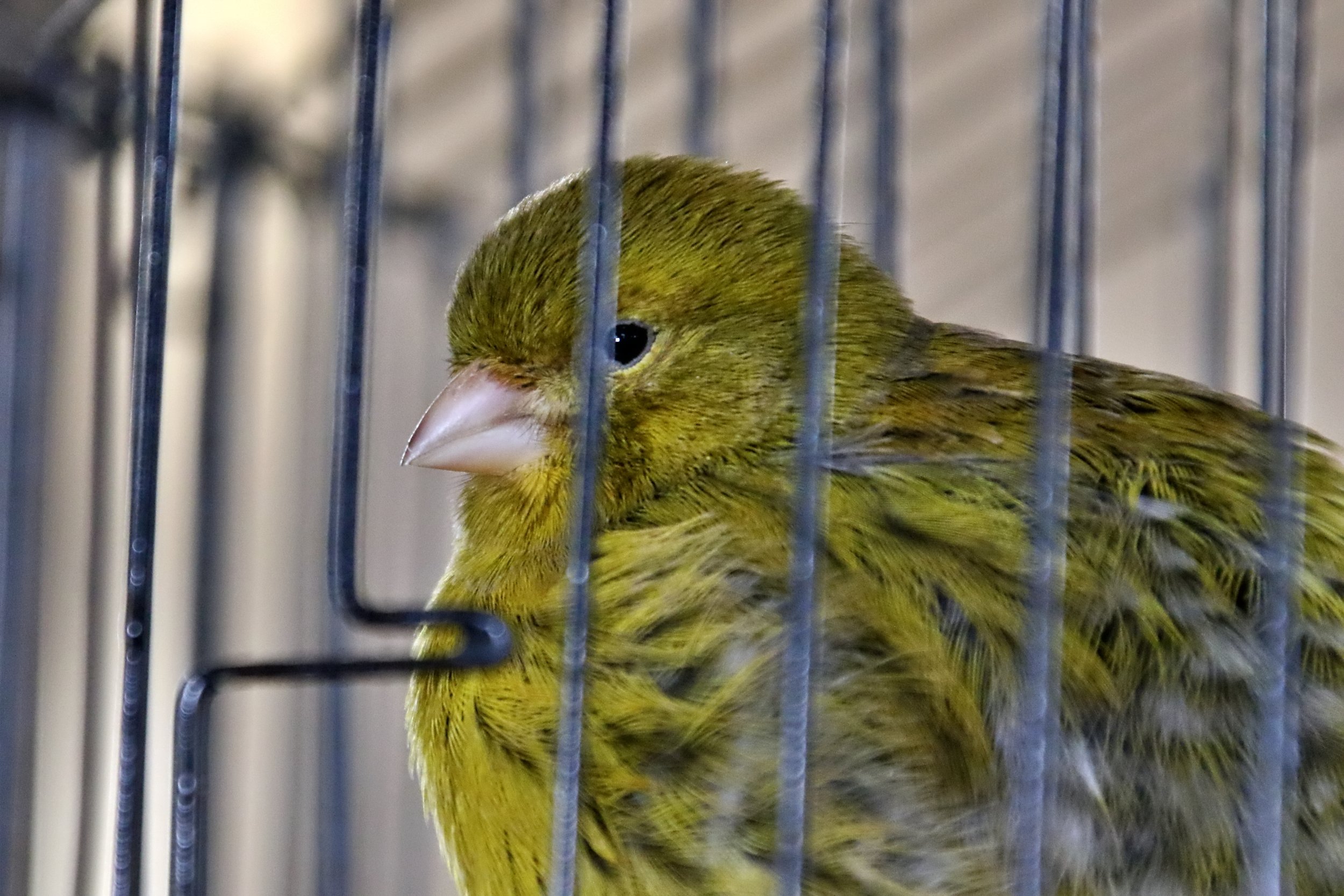 20251102 130808 Markinch CBS  0703.JPG