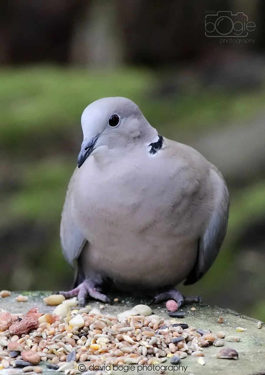 20260309 114502 Dunnikier 0354.jpg