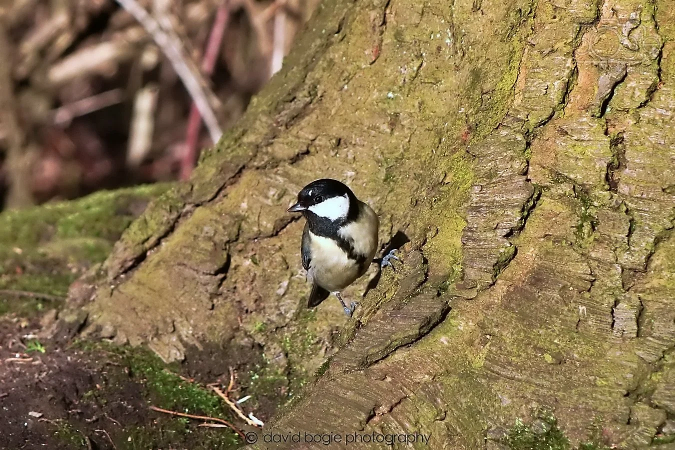 20260128 130818 Dunnikier 0152.jpg