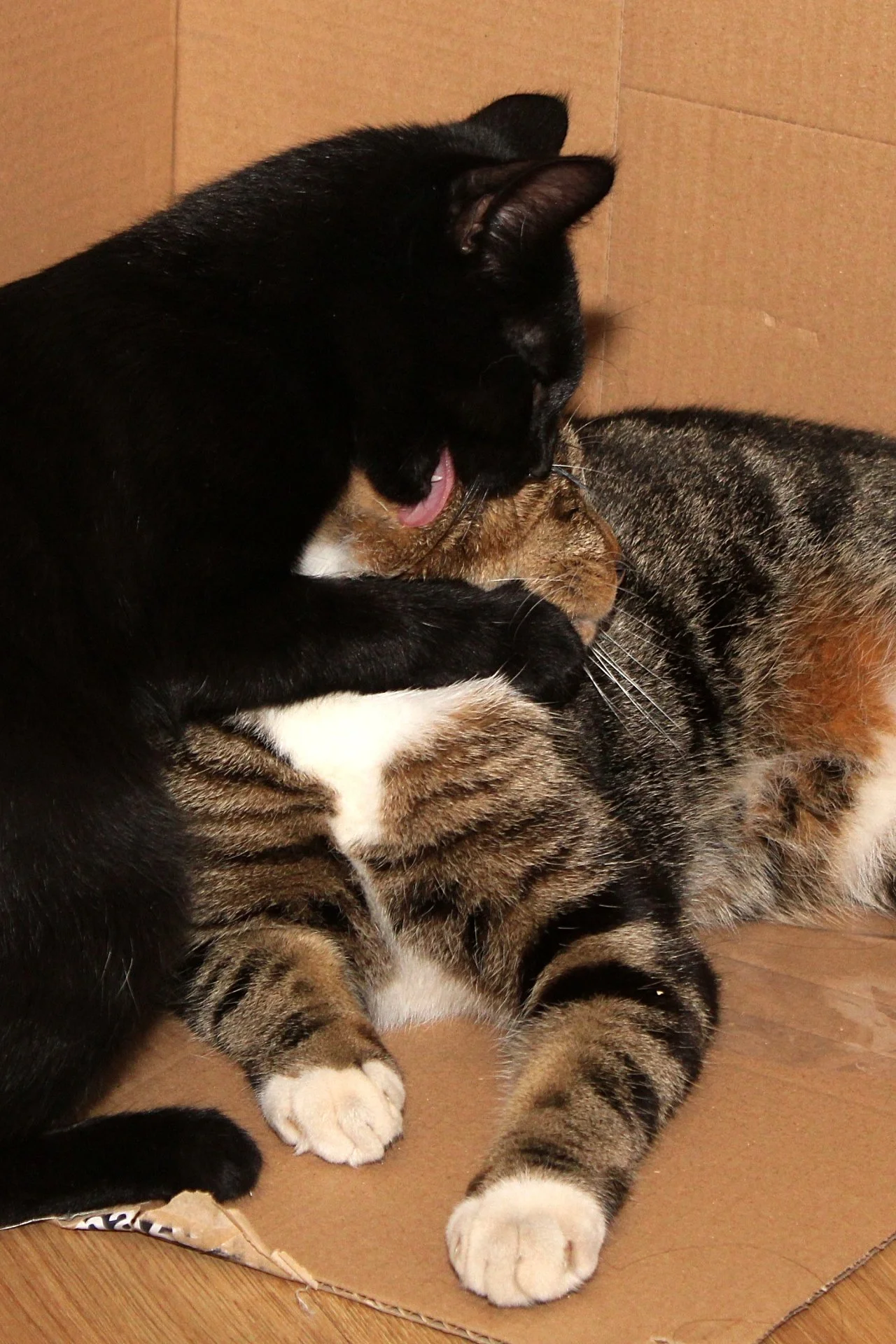 CATS 0202.jpg