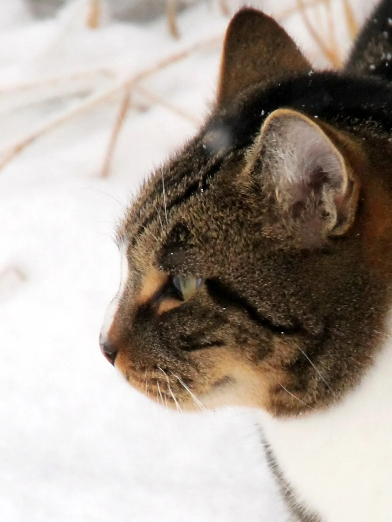 CATS 0448.jpg