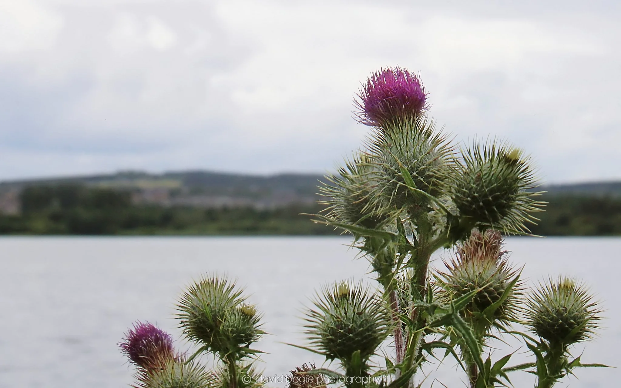 YEAR20230710 Lochore Meadows 124700 00005.jpg