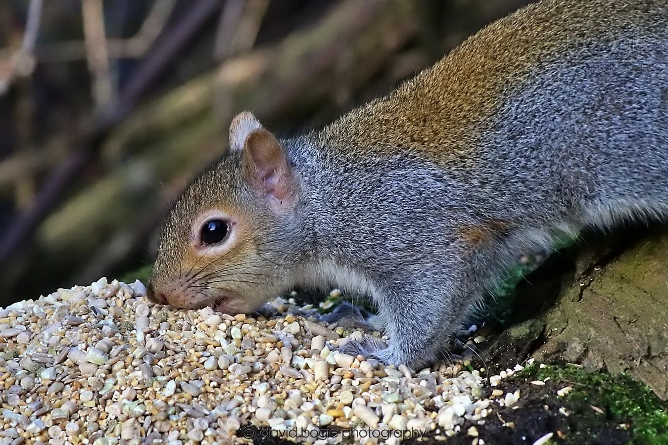 20260128 142605 Dunnikier 0367.jpg