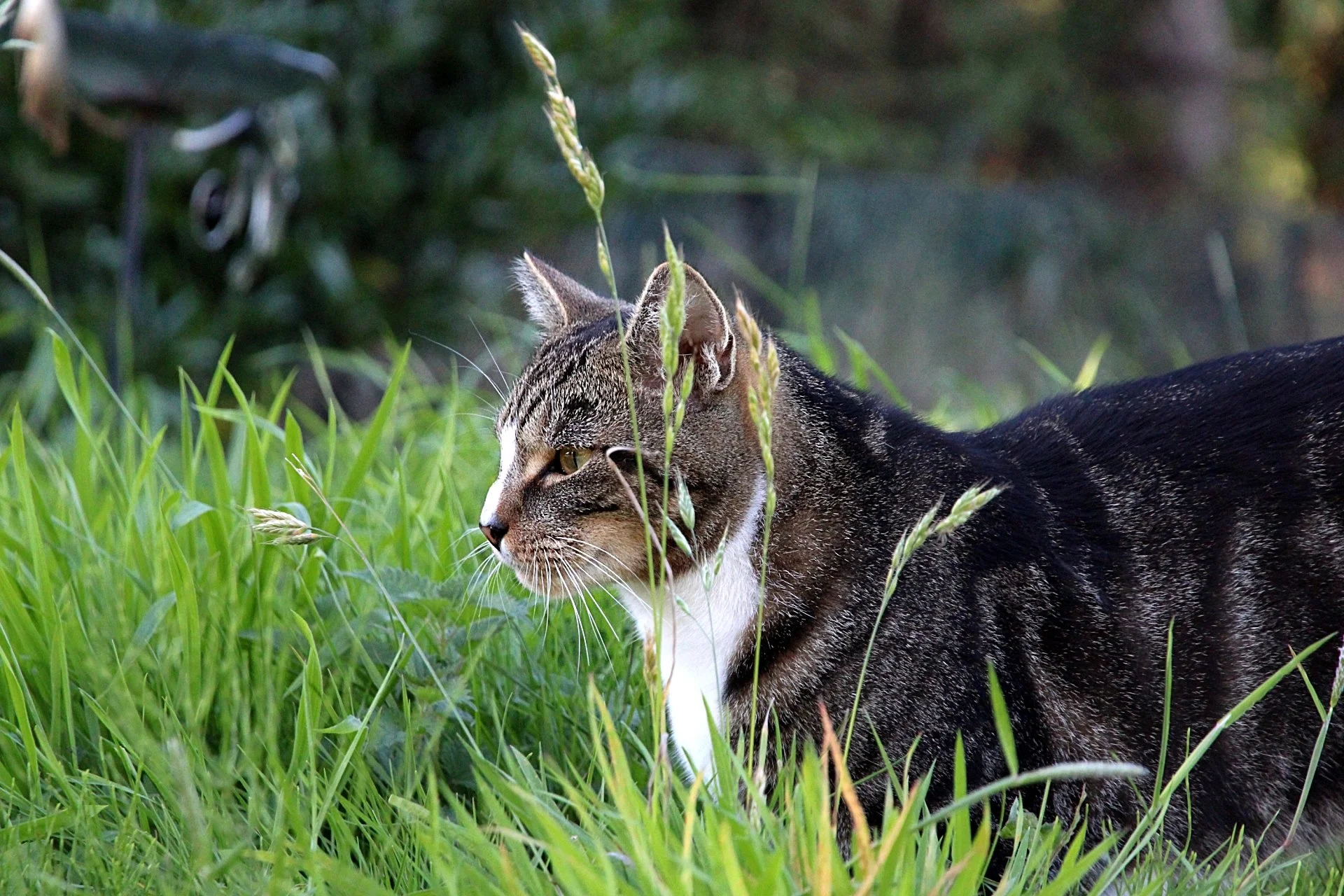 CATS 0214.jpg