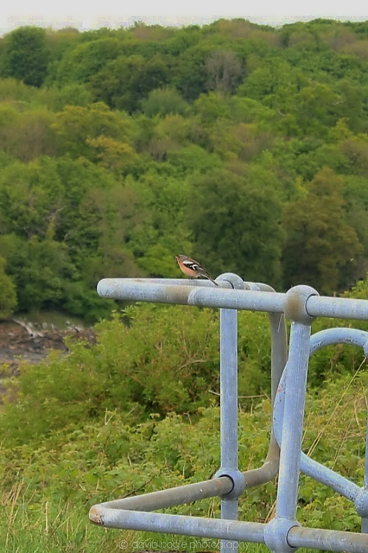 20190521 220223 Braefoot & Charles Hill 0065.jpg