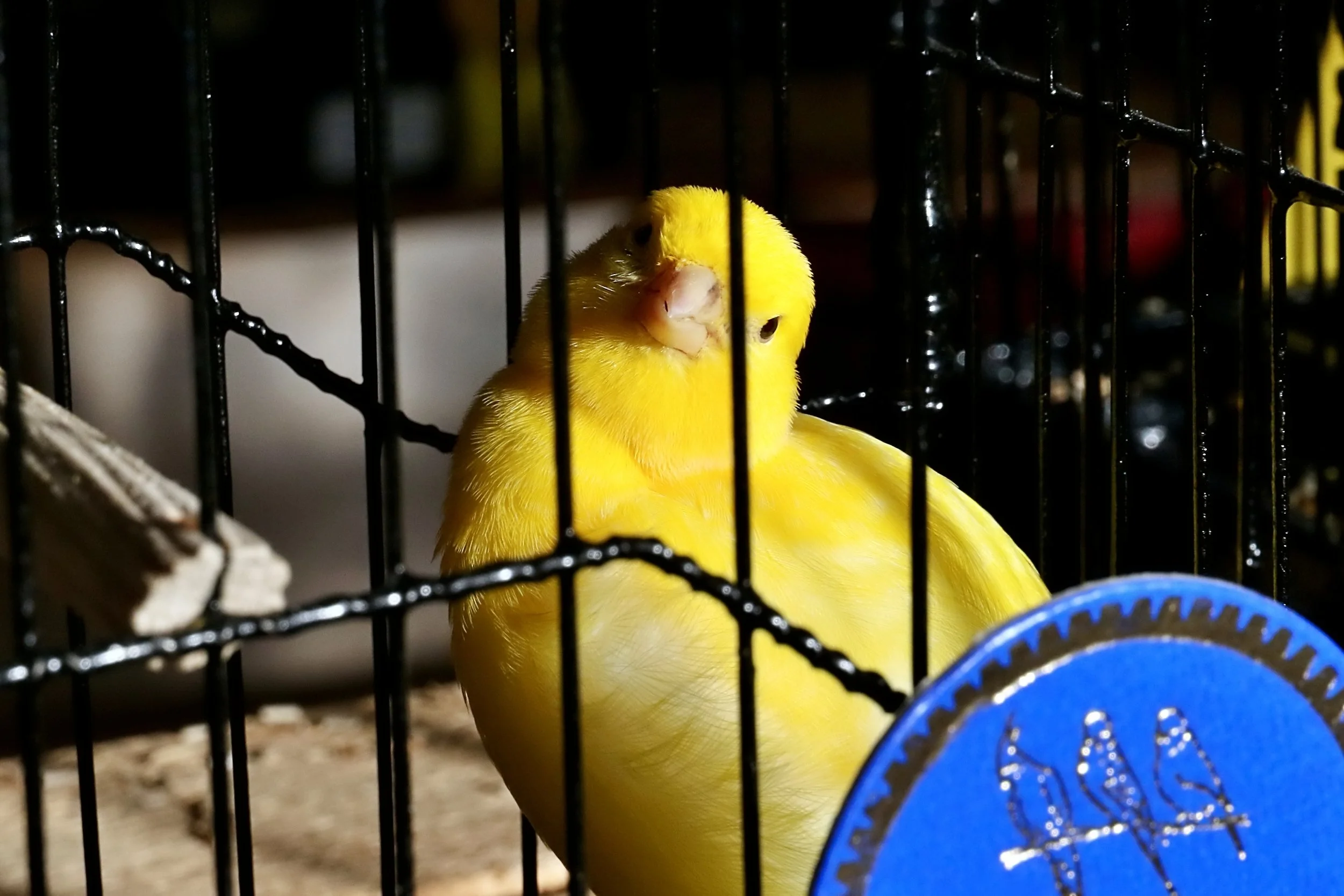 20251102 142715 Markinch CBS  0781.JPG