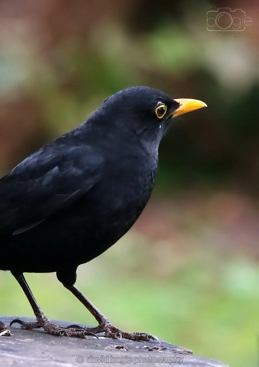 20260314 141305 Silverburn 0173.jpg