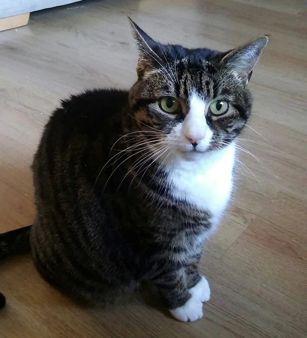 CATS 0007.jpg