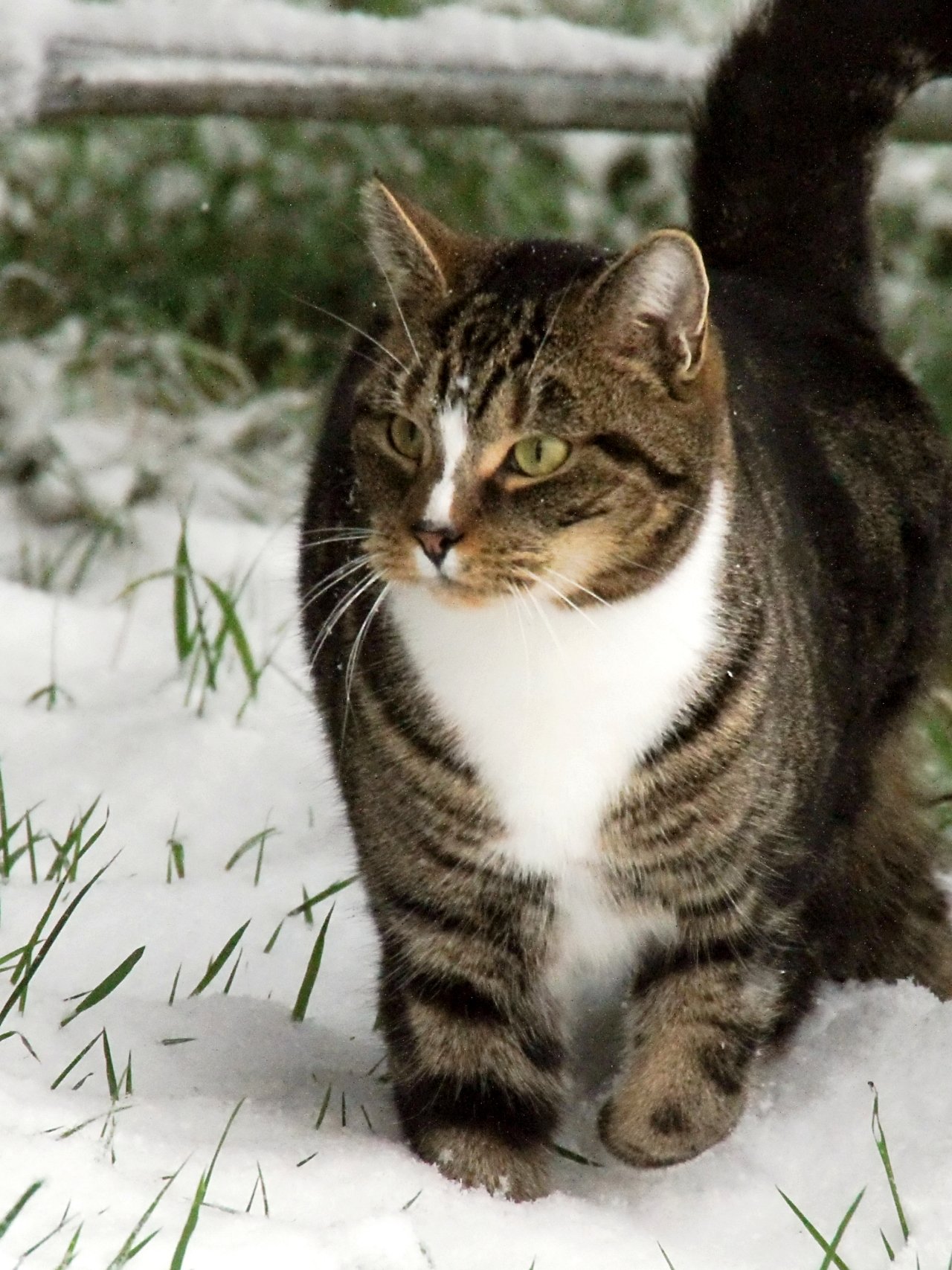 CATS 0445.jpg