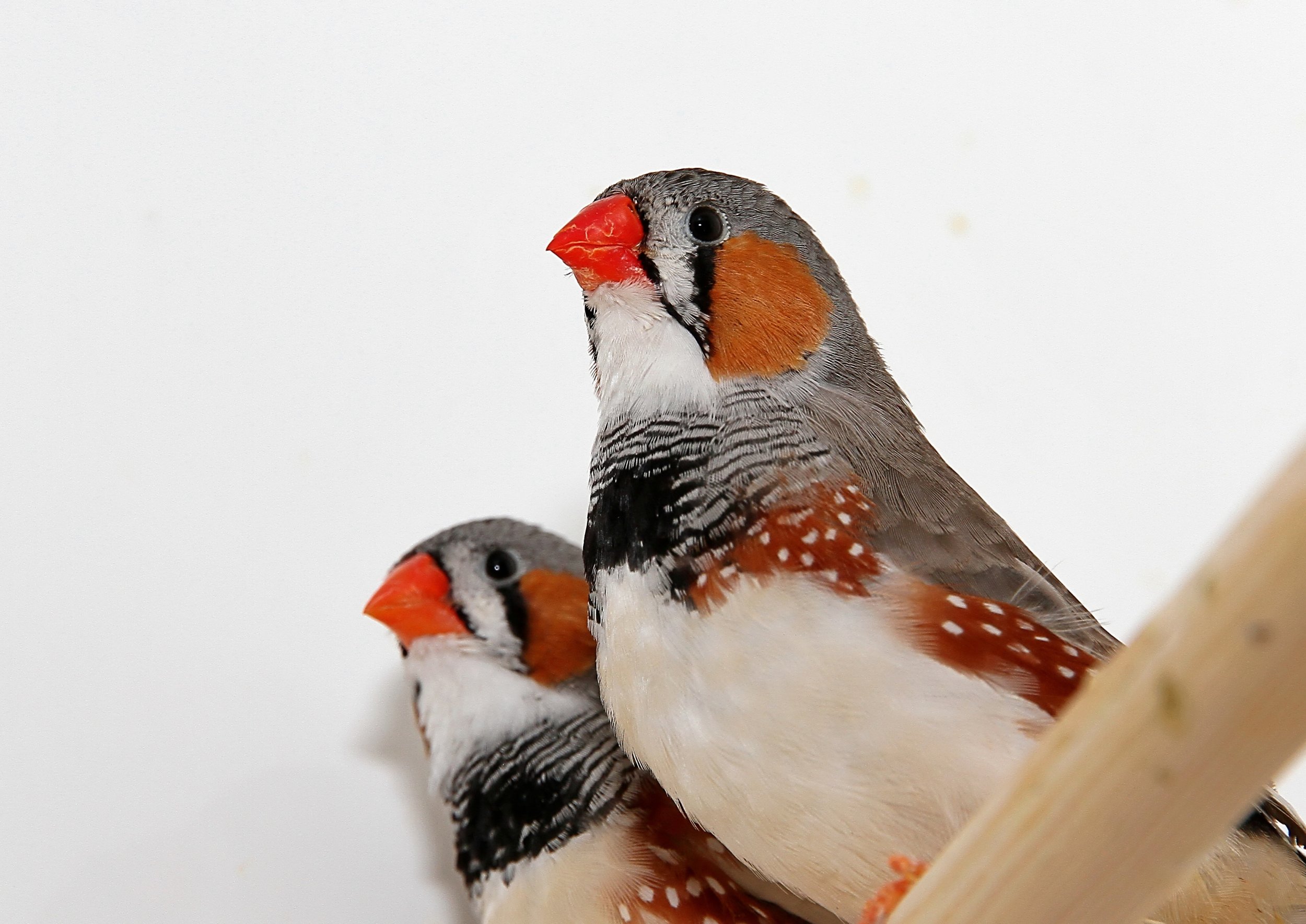 20260331 111919 K&S 0490.jpg