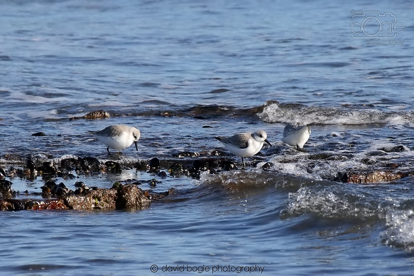 20260307 111046 Kirkcaldy 0039.jpg