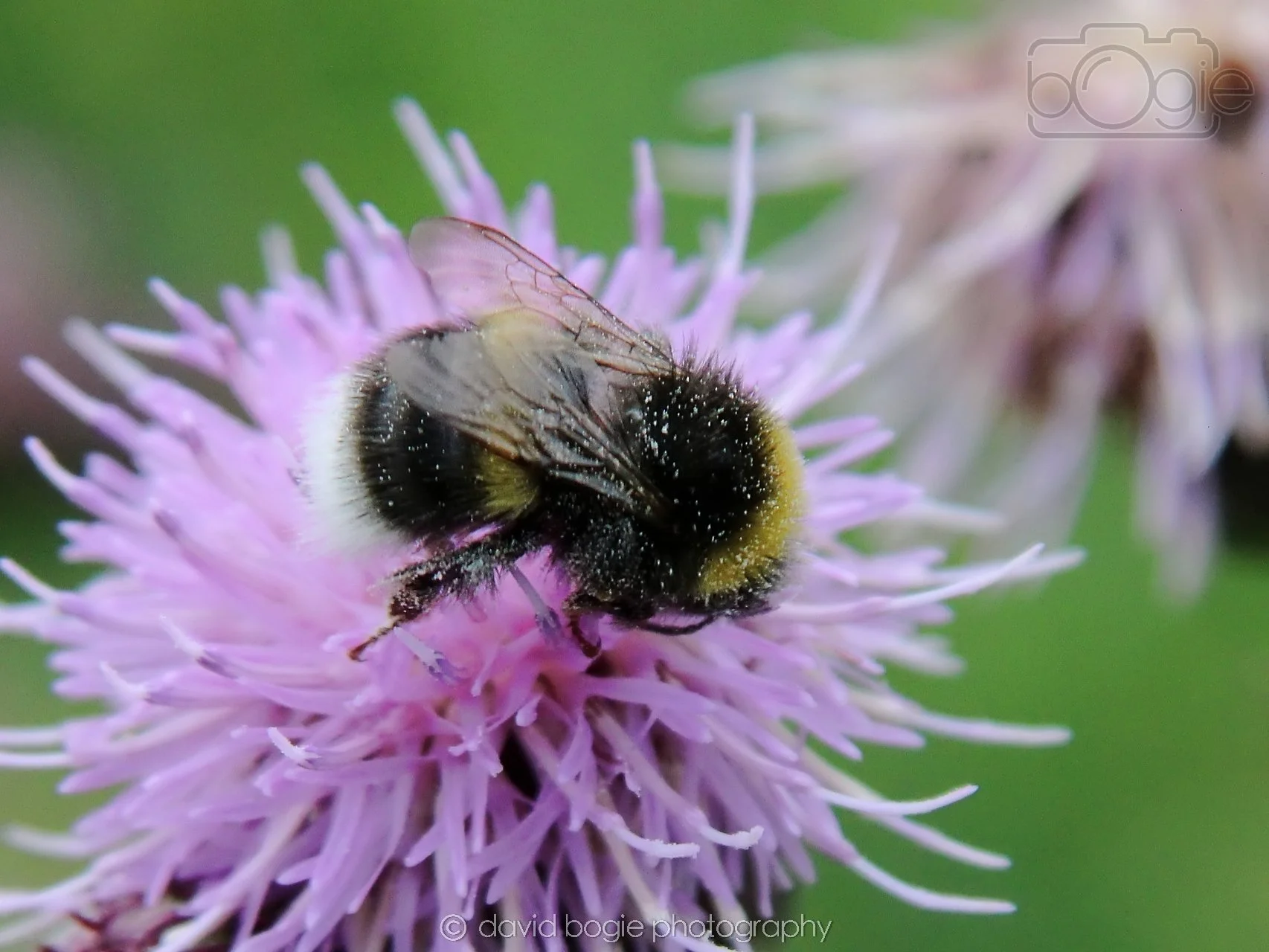 20230710 Lochore Meadows 115800 00002.jpg