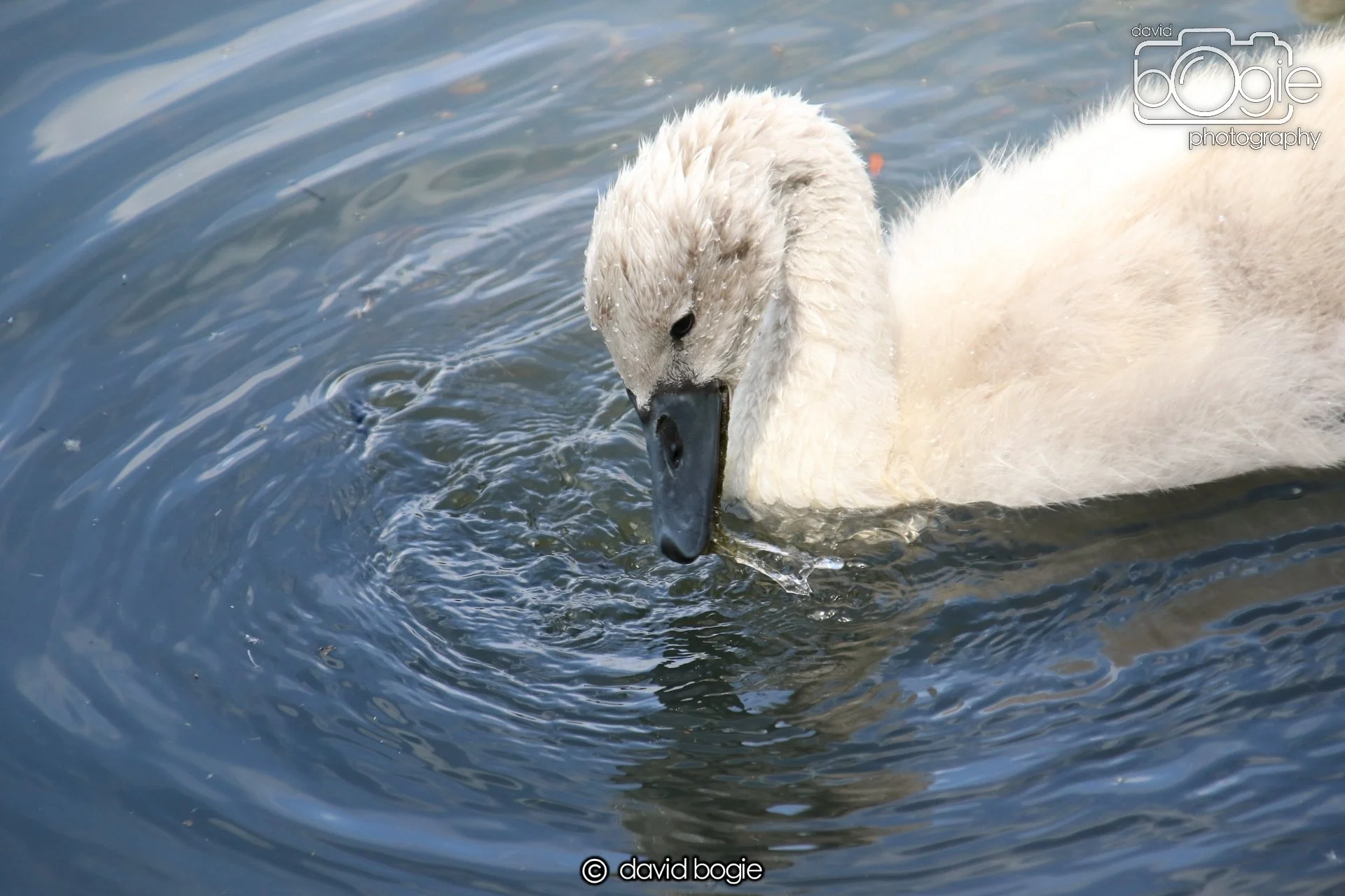 20250613 114611 Beveridge 0025.JPG