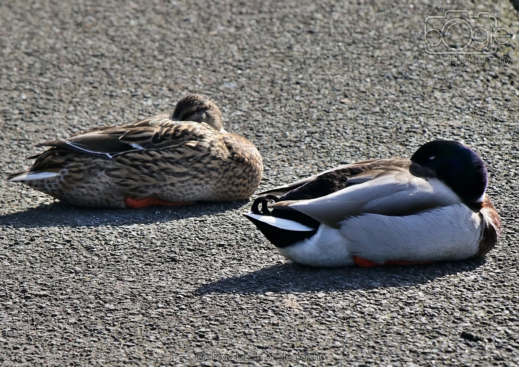 20260319 132408 Beveridge Park 0416.jpg