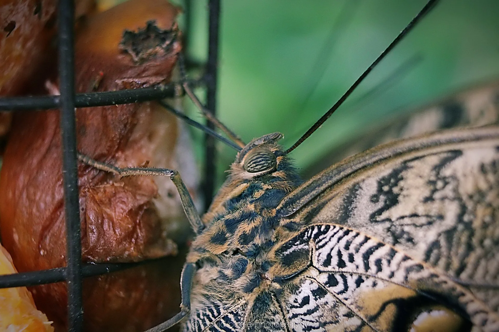 20191019 124612 Butterfly World 0023.jpg