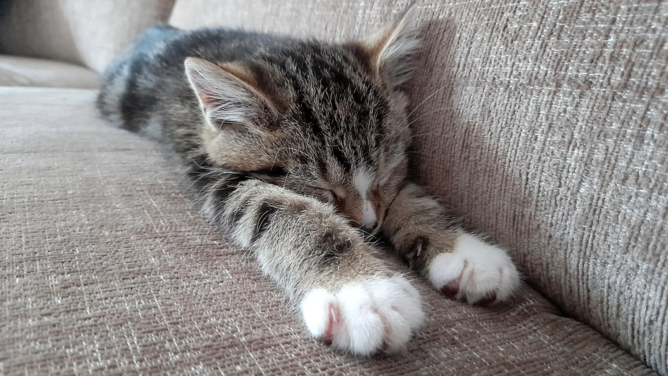 CATS 0061.jpg