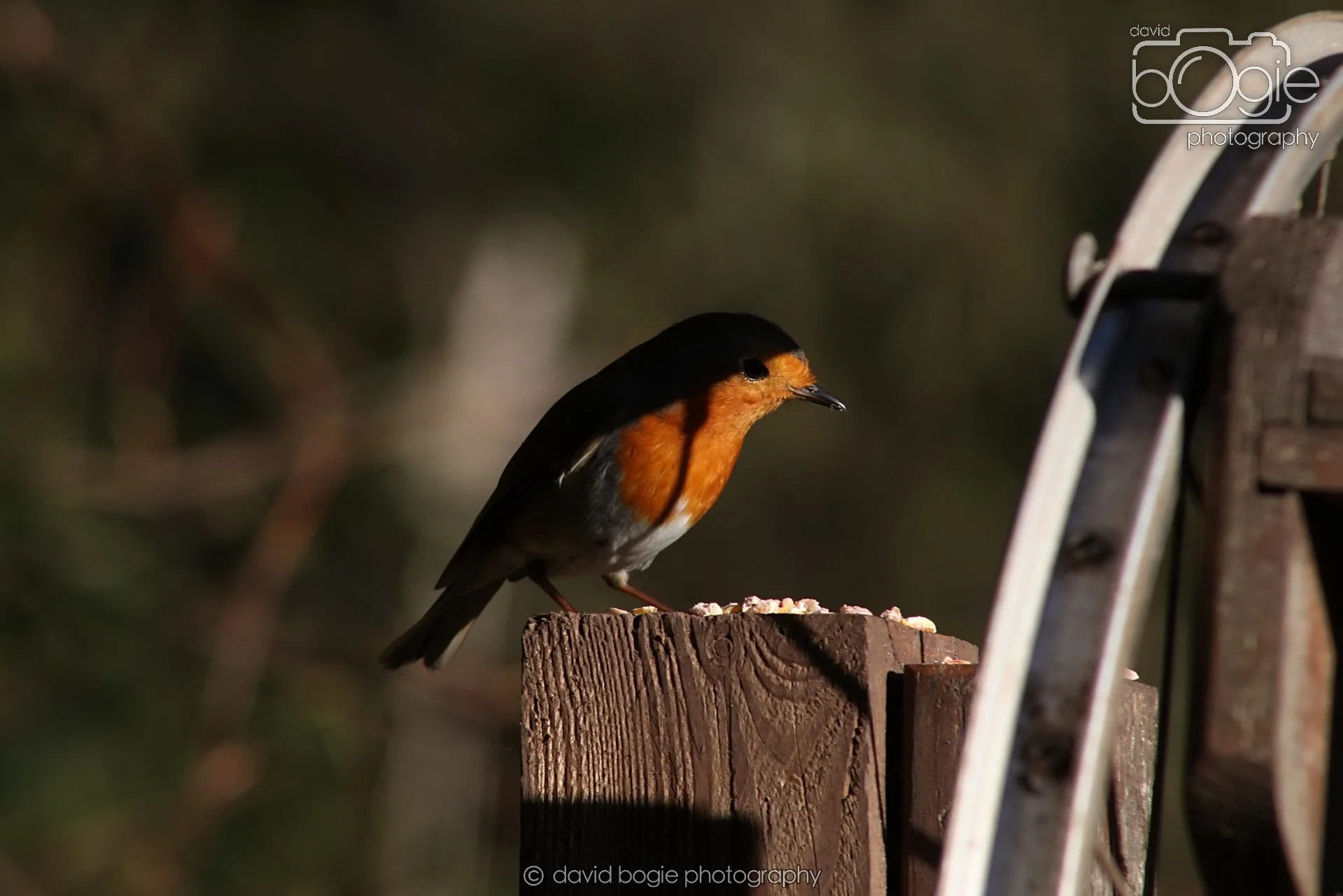 20251125 133853 Silverburn 0116.JPG