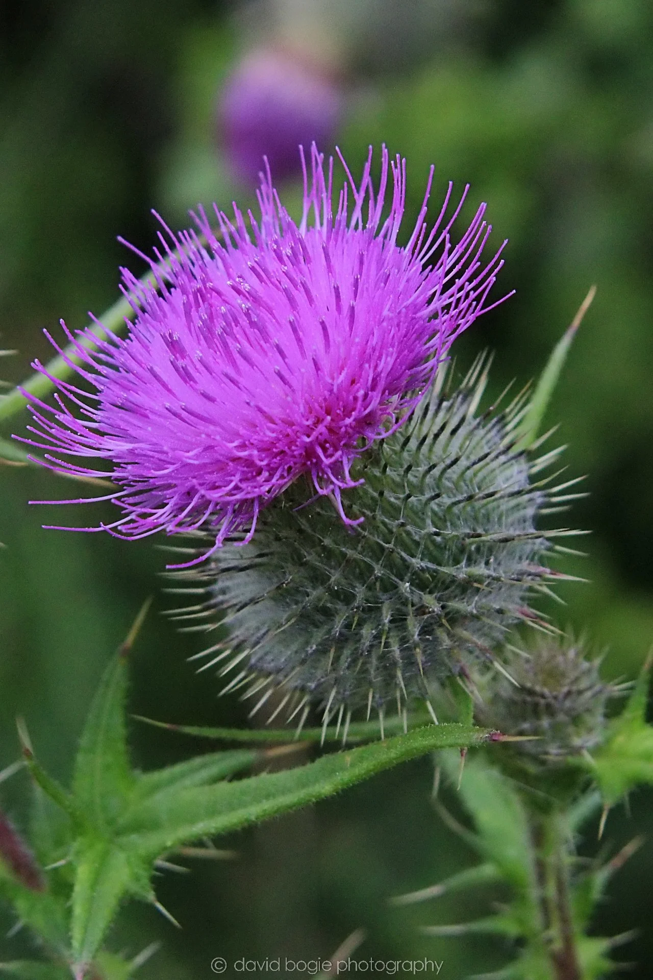 20210729 Lochore 13.jpg