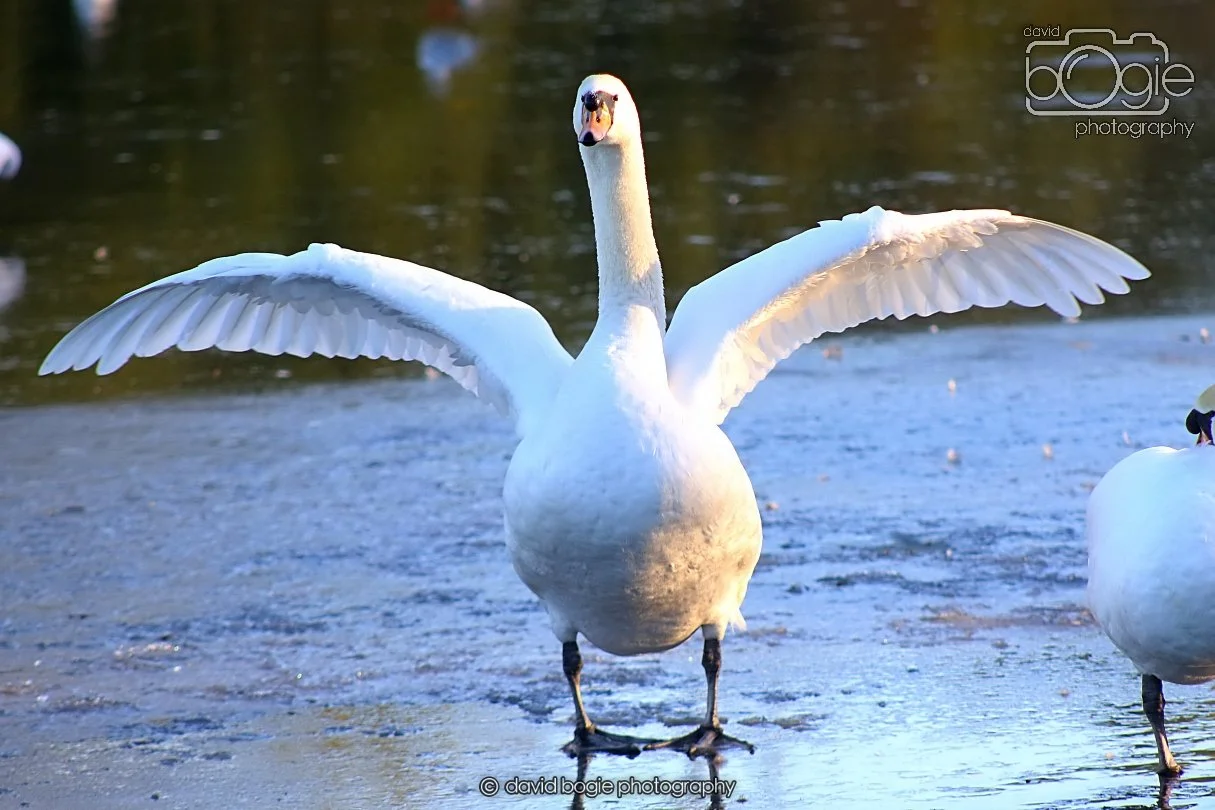 20260103 112030 Beveridge Park 0042.JPG