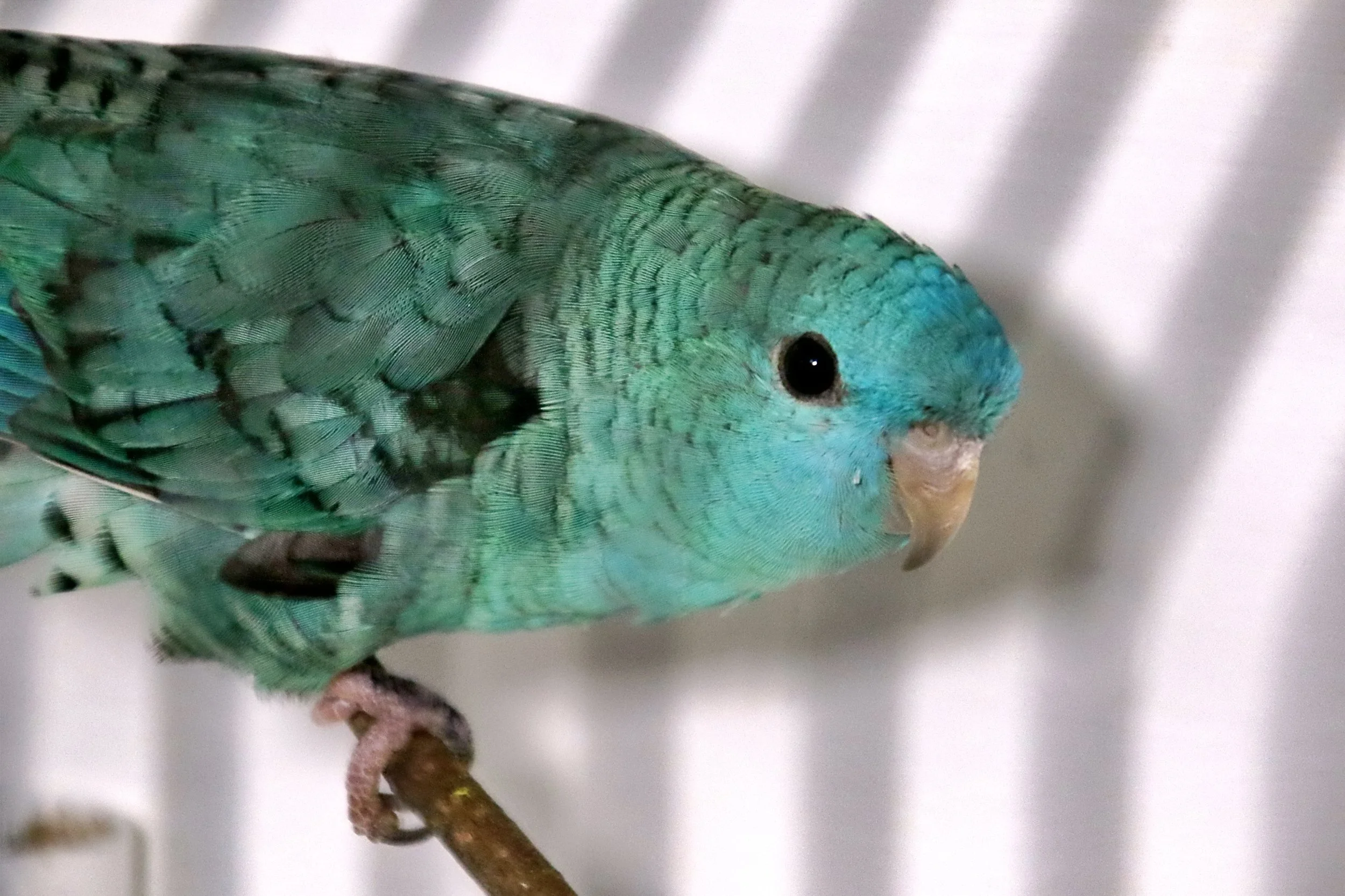 20251102 125234 Markinch CBS  0597.JPG