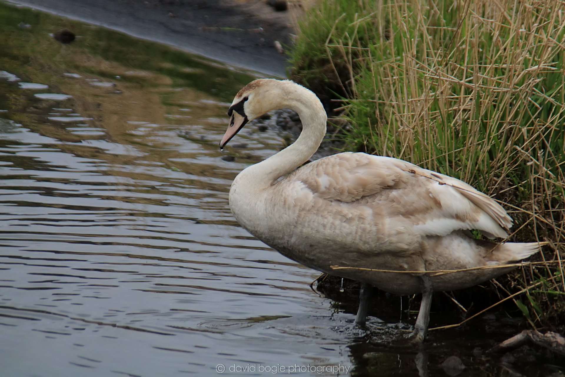 YEAR20220426 Lochore 38.jpg