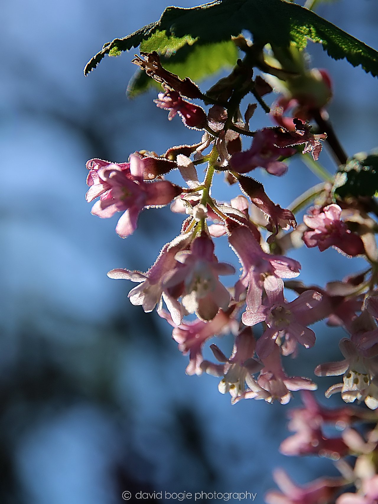 YEAR20230407 Kirkcaldy IMG Beveridge Park 0149.jpg