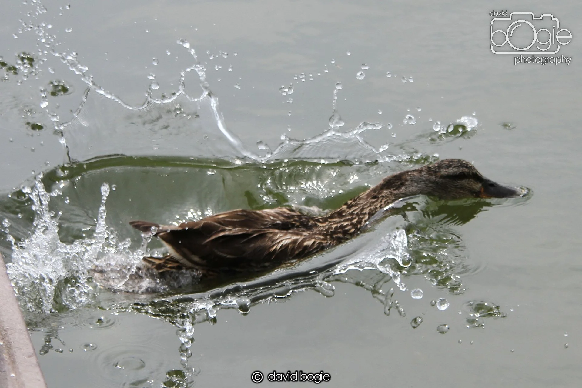 20230618 Kinghorn Loch 122541 0354.jpg