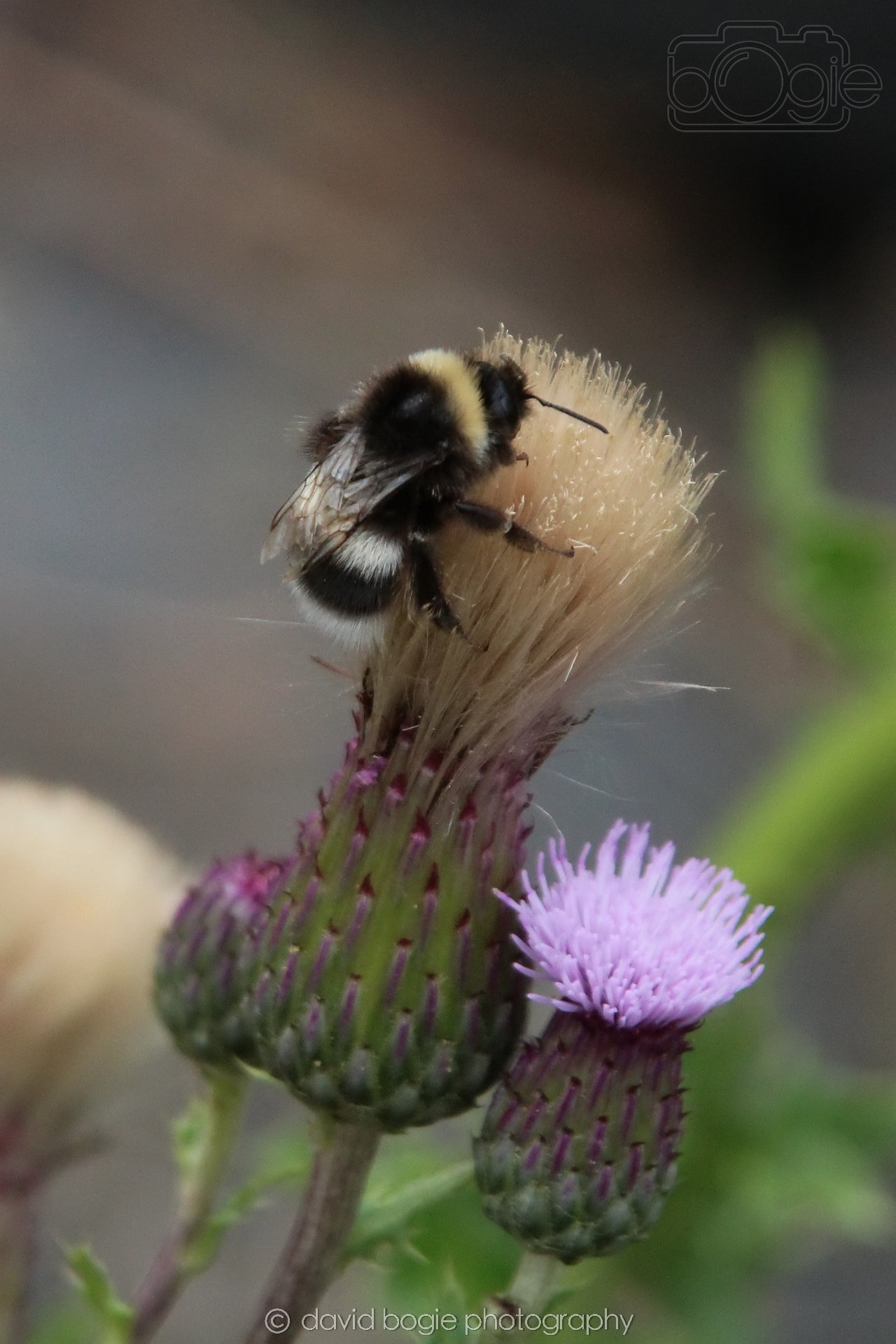 20210729 Lochore 9.jpg