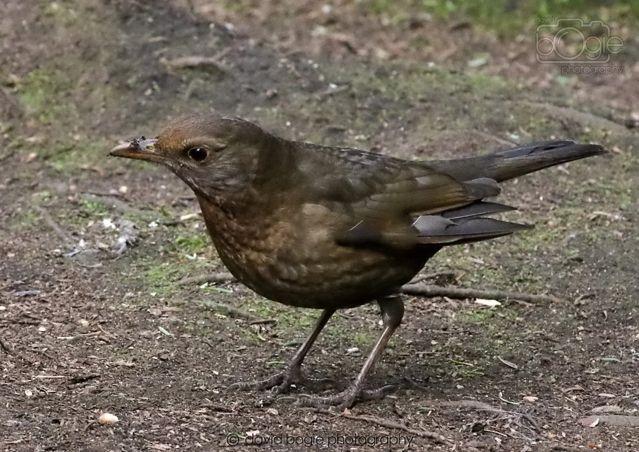 20260309 120755 Dunnikier 0613.jpg