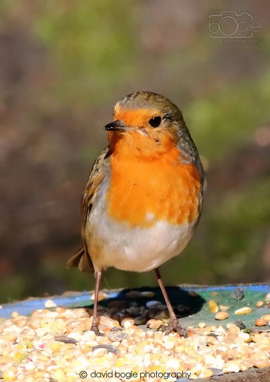 20260306 115428 Dunnikier 0333.jpg