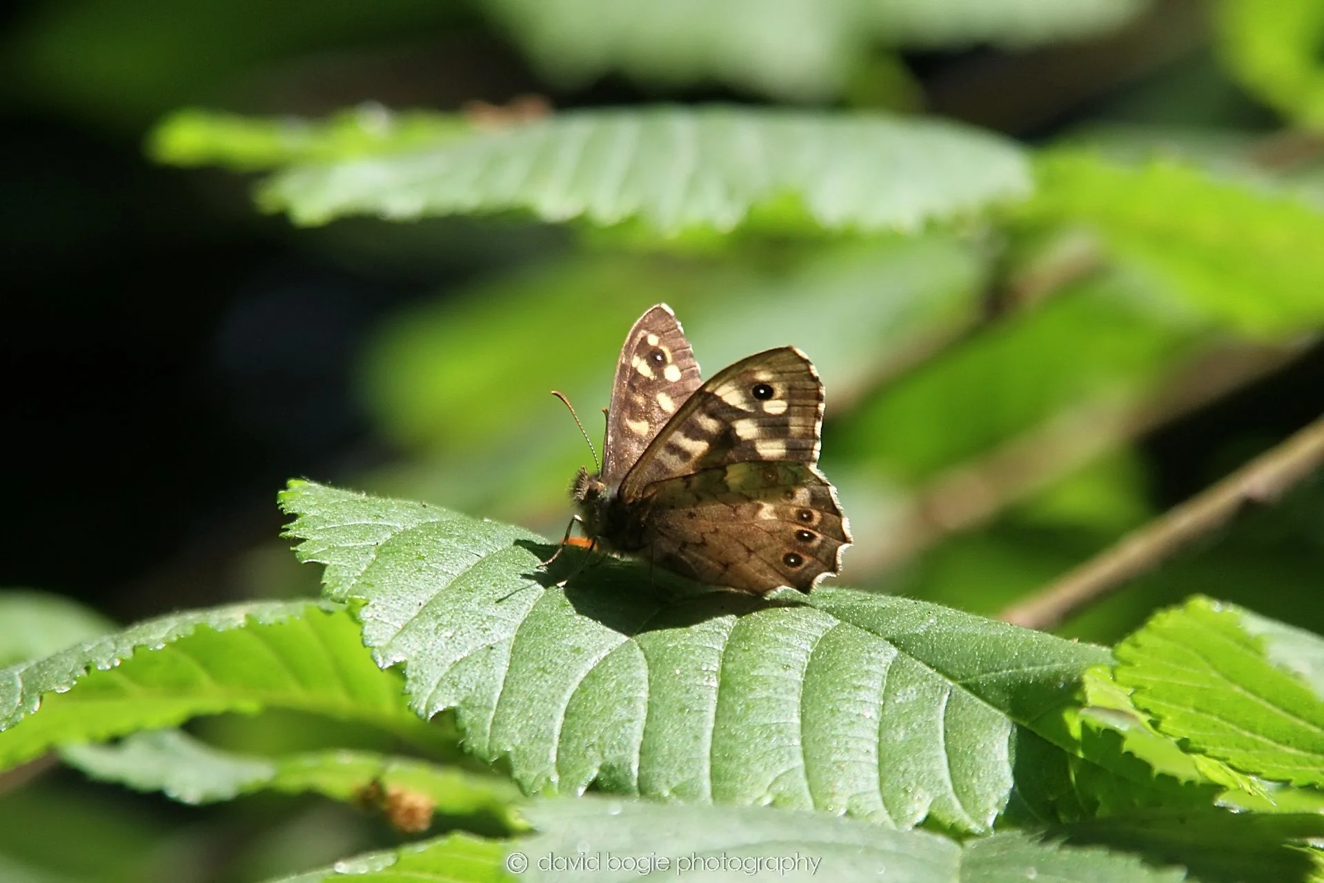 YEAR20230604 Letham Glen 00002.jpg
