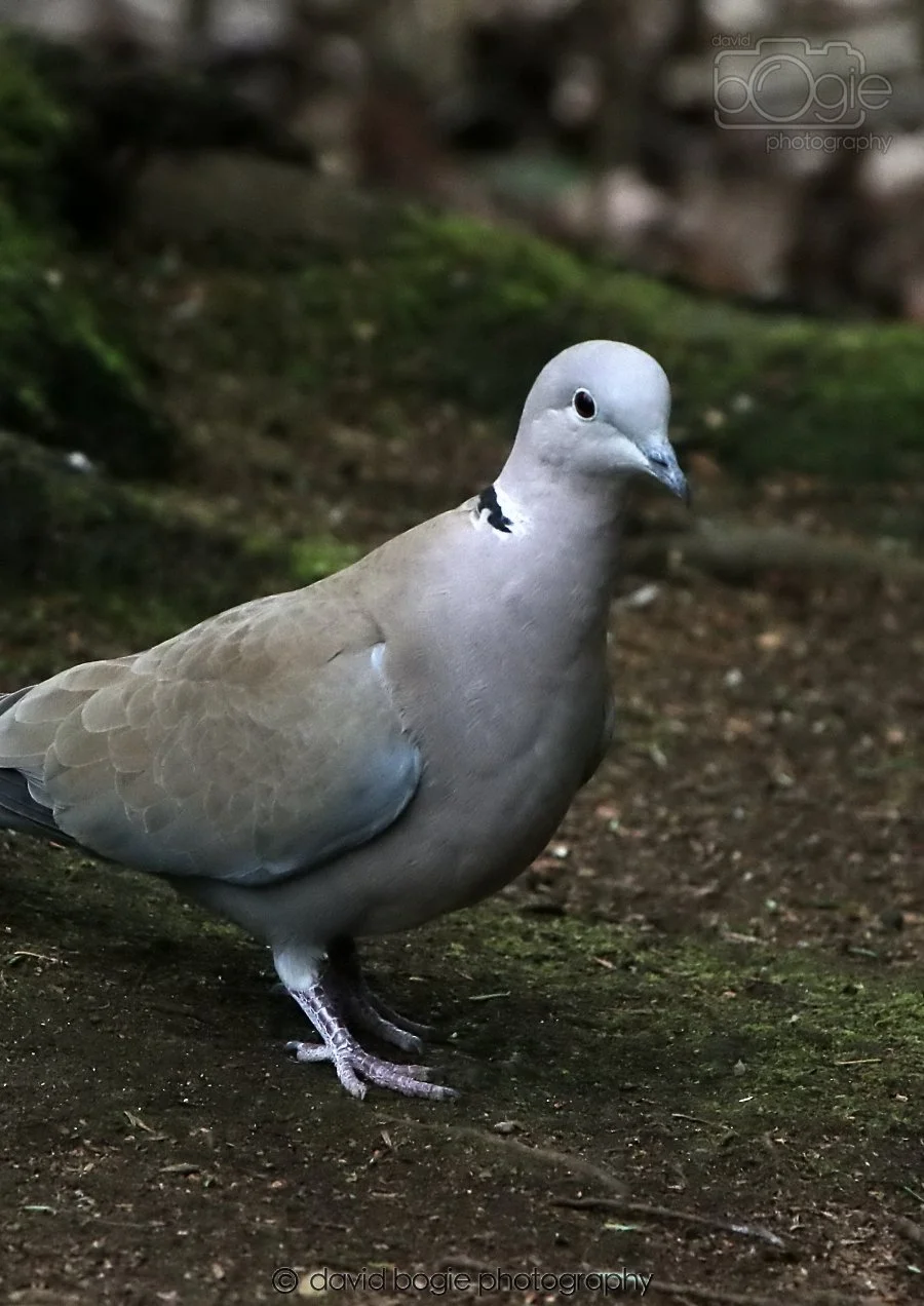 20260309 114012 Dunnikier 0259.jpg