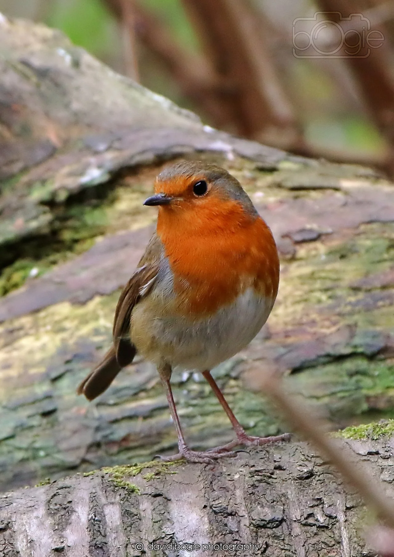 20260326 114324 Silverburn 0260.jpg