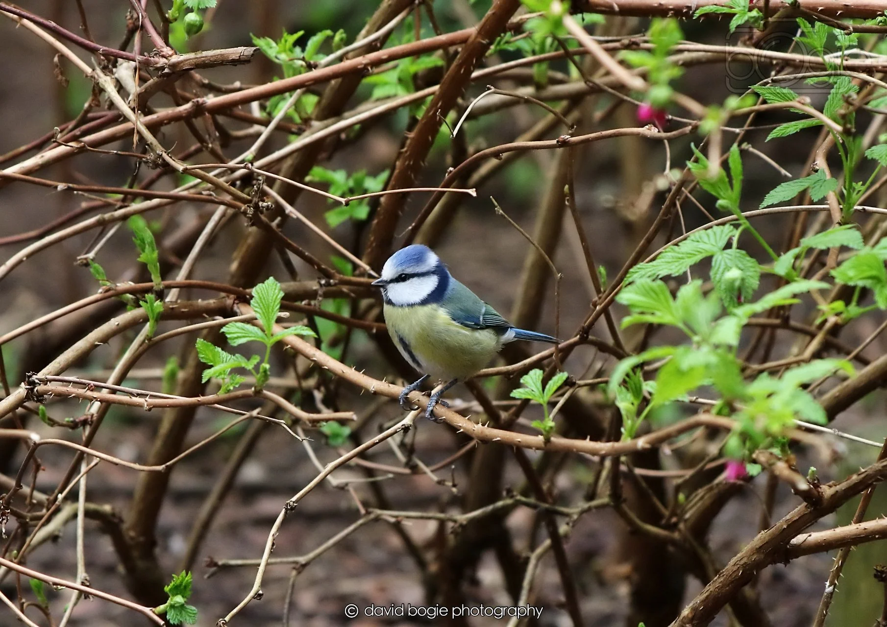 20260326 111610 Silverburn 0014.jpg