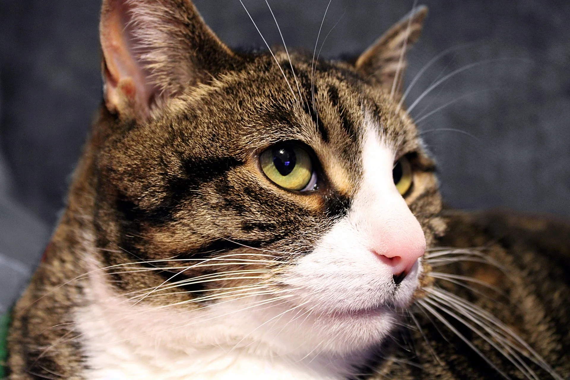 CATS 0011.jpg