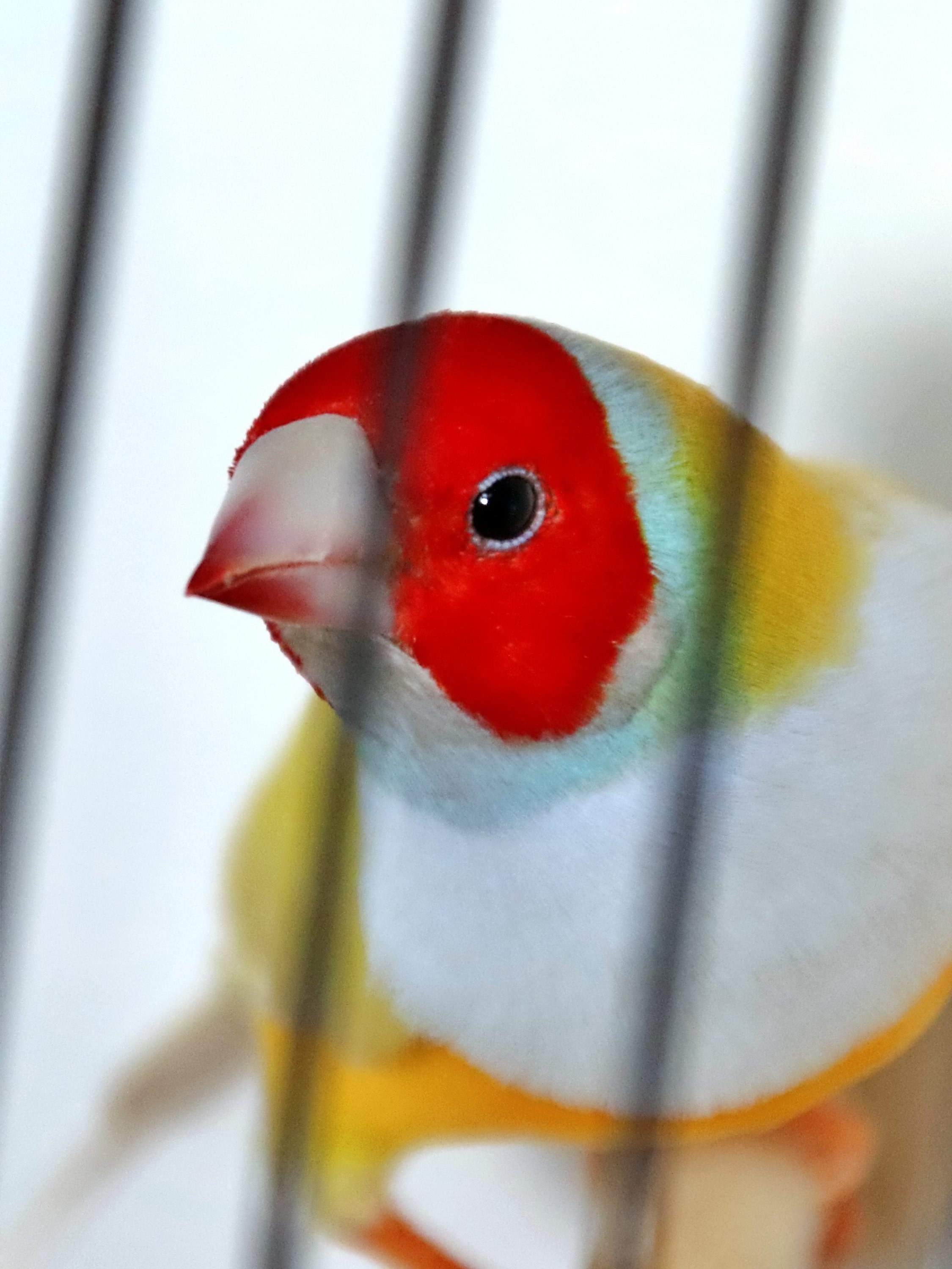 20251102 124159 Markinch CBS  0475.JPG