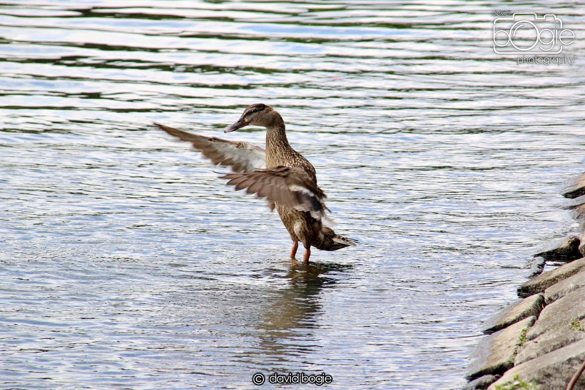 20250613 120136 Beveridge 0059.JPG