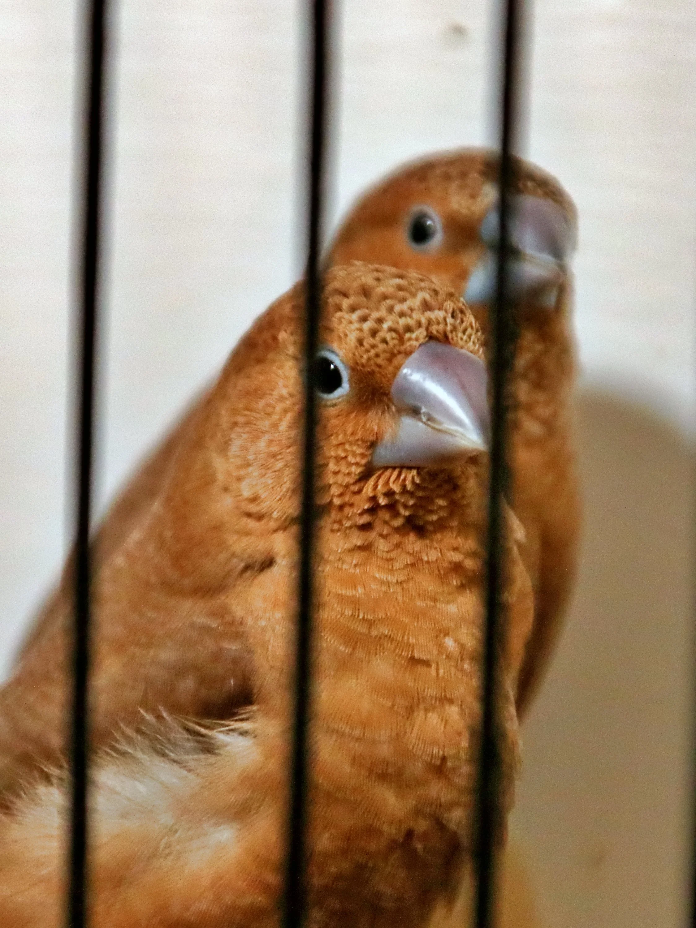 20251102 124430 Markinch CBS  0515.JPG