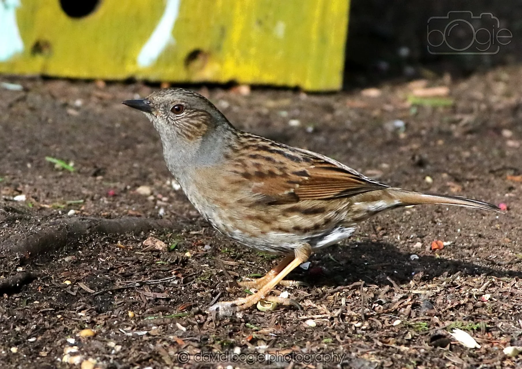 20260322 144521 Dunnikier 0153.jpg