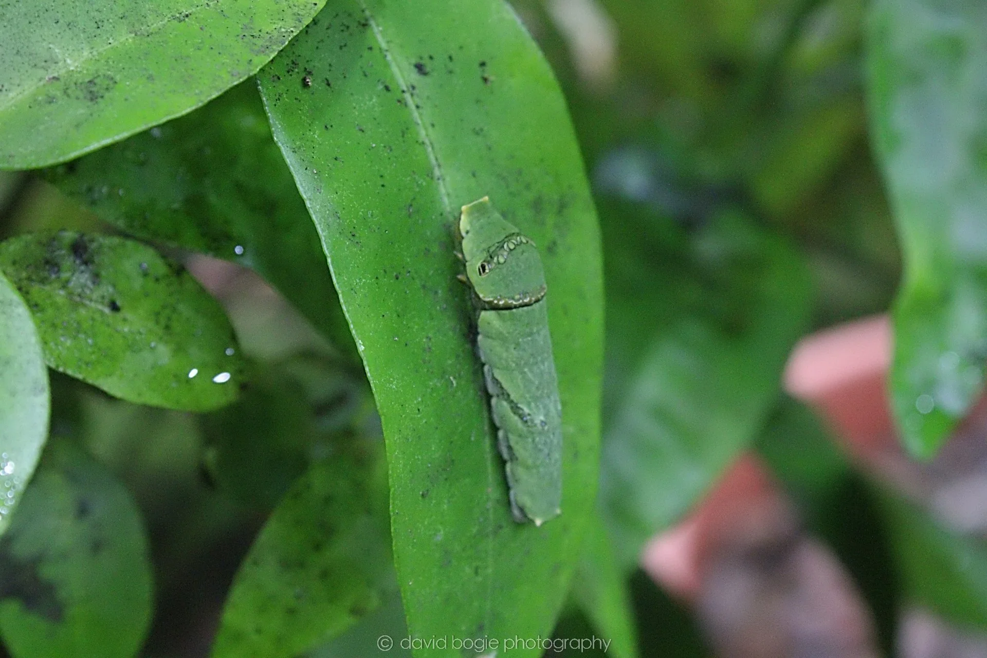 20191019 123808 Butterfly World 0017.jpg