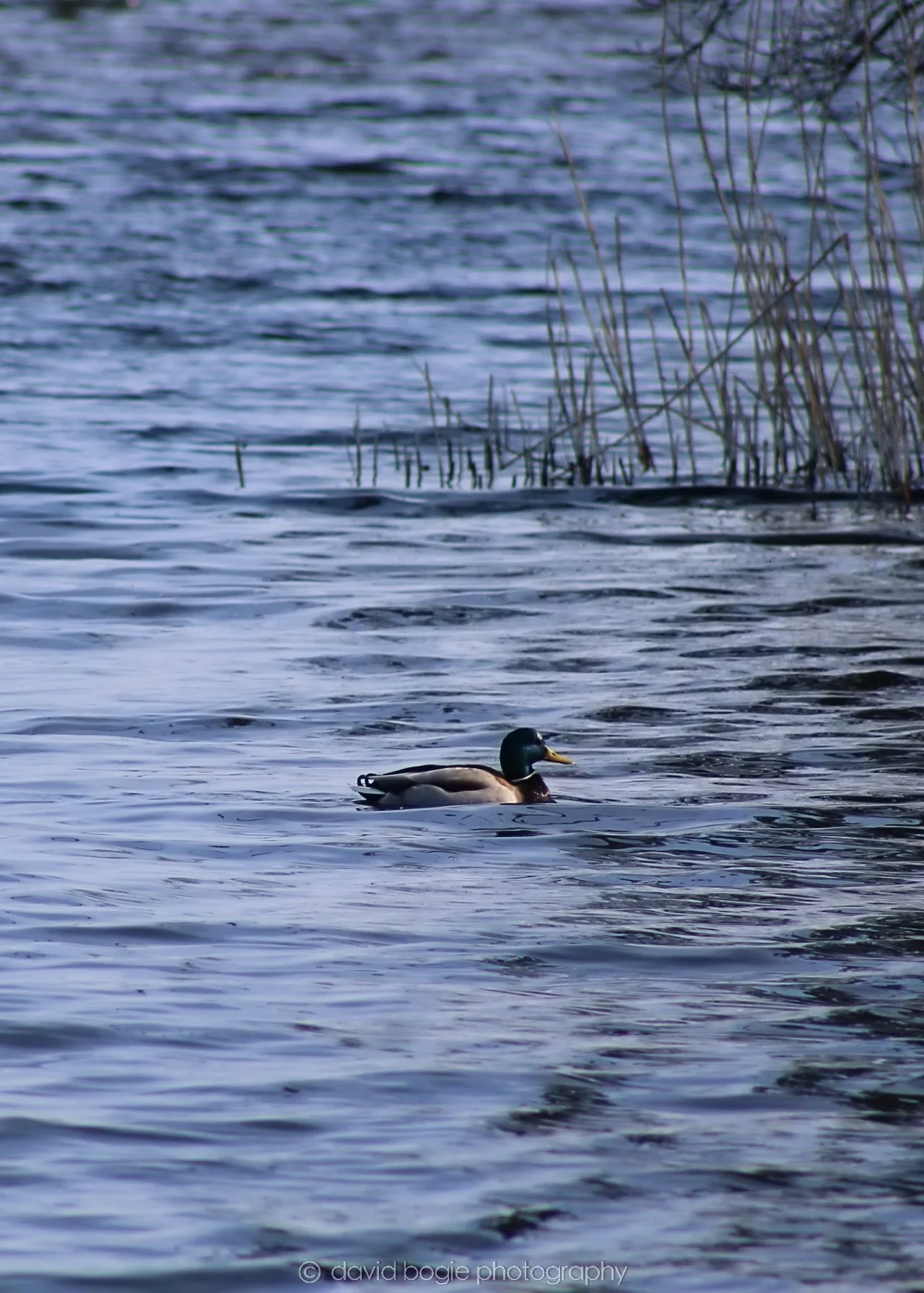 20190405 130423 Lochore 0028.jpg