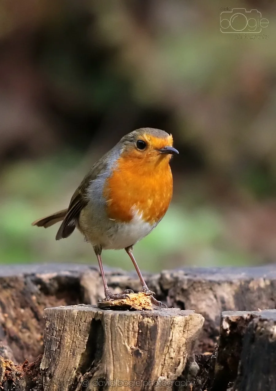 20260314 140326 Silverburn 0057.jpg