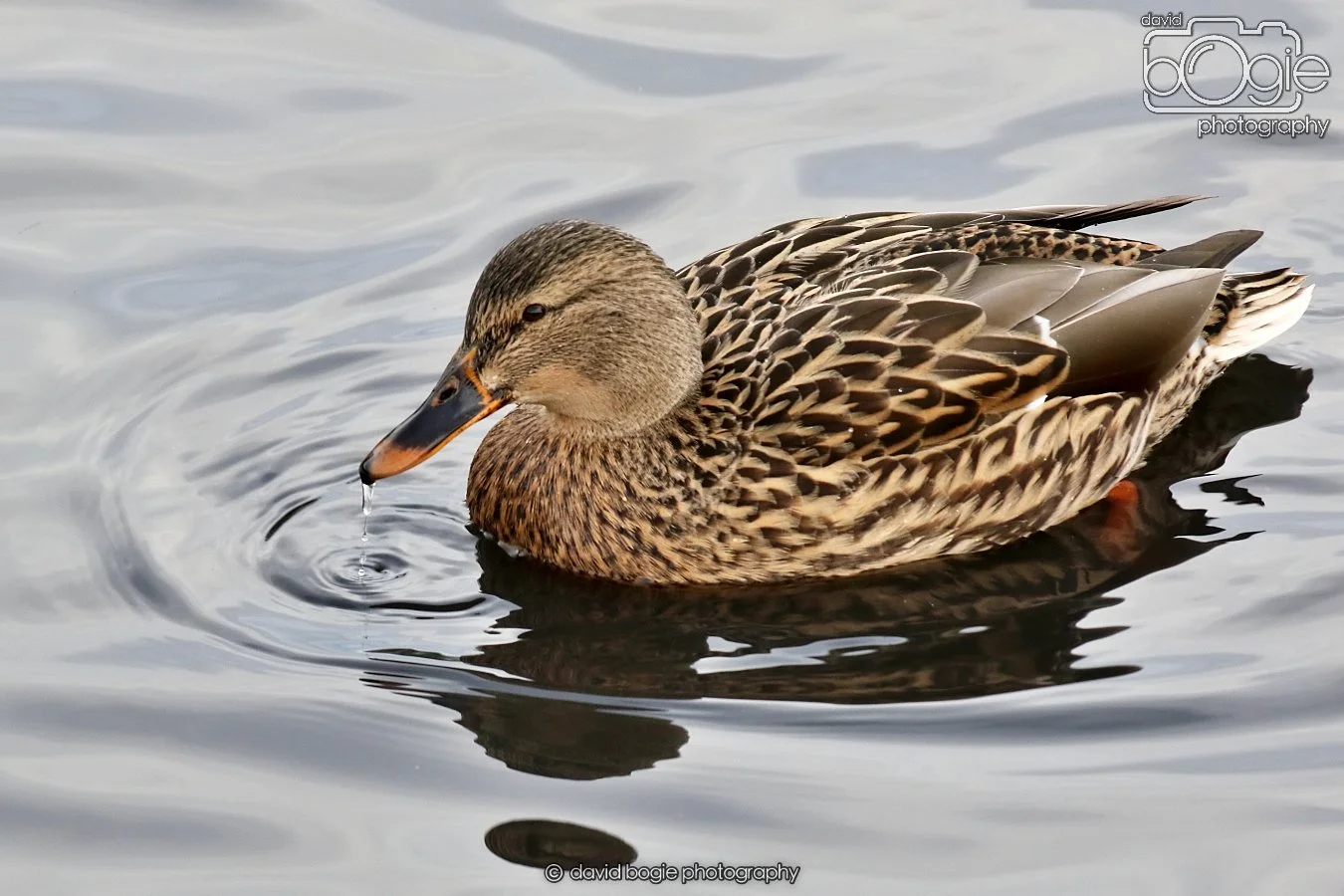 20260114 124626 Beveridge Park 0122.JPG