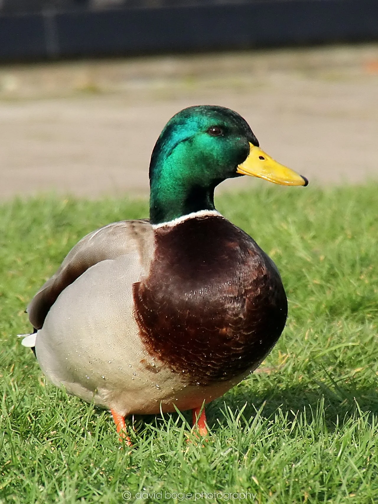 YEAR20231023 Lochore Meadows 133539 0496.jpg