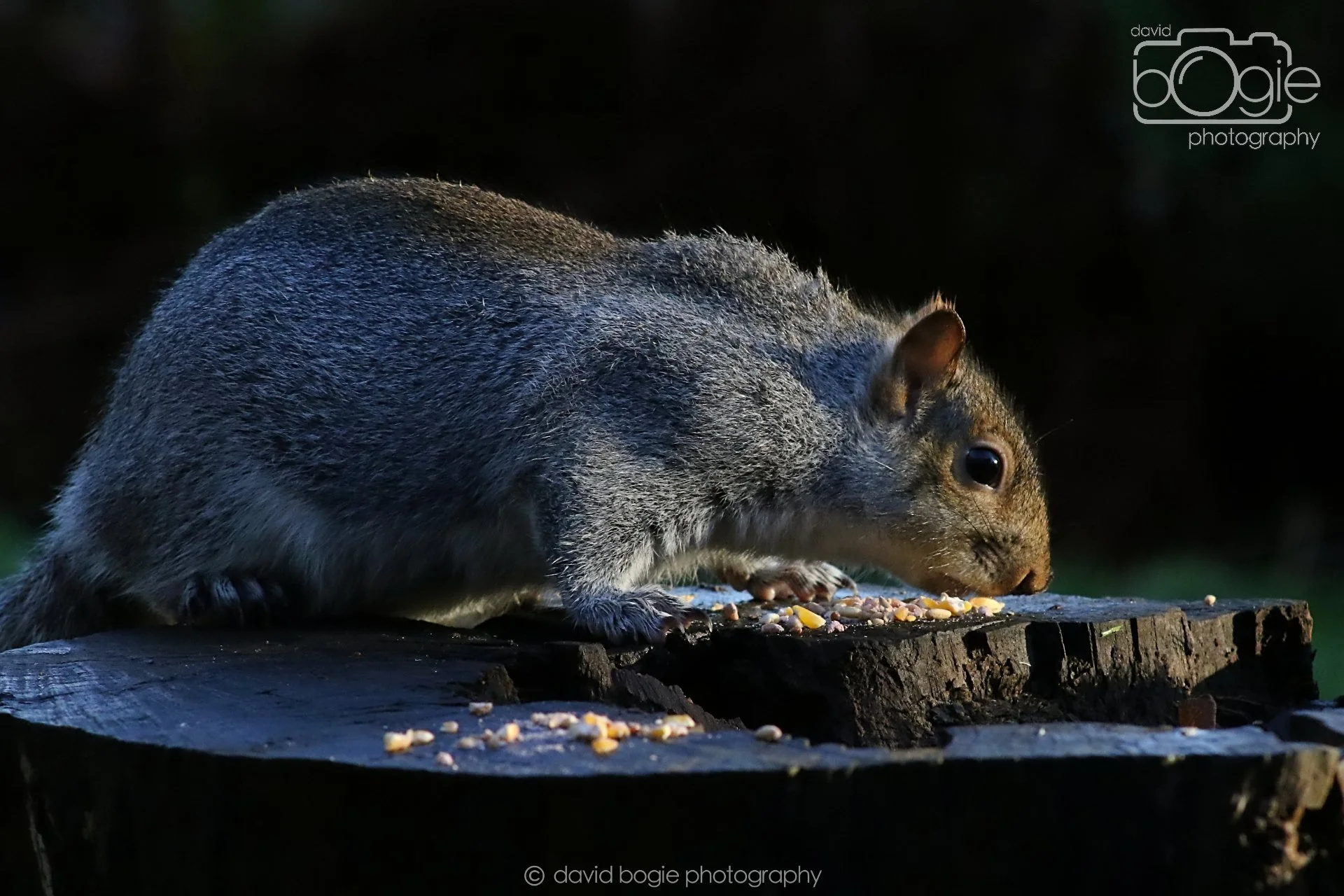 20251125 143136 Silverburn 0765.JPG