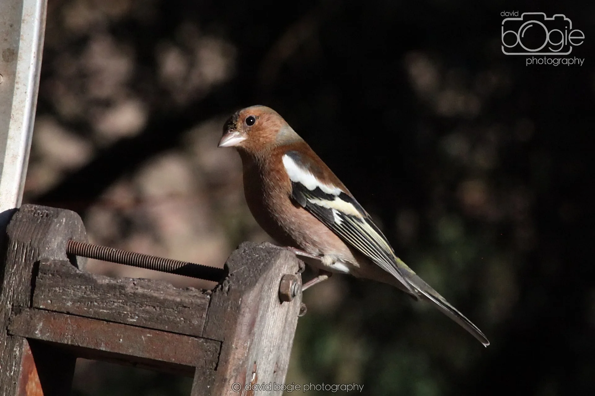 20251125 140101 Silverburn 0300.JPG