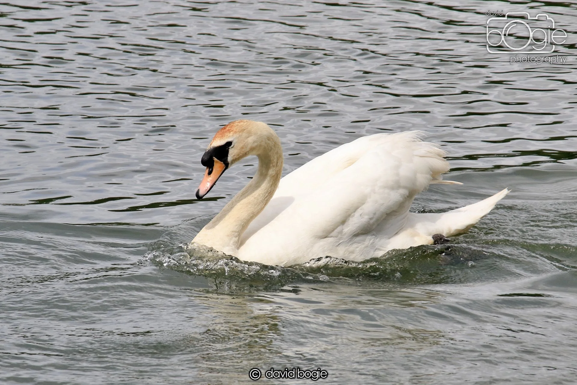 20250613 115531 Beveridge 0049.JPG