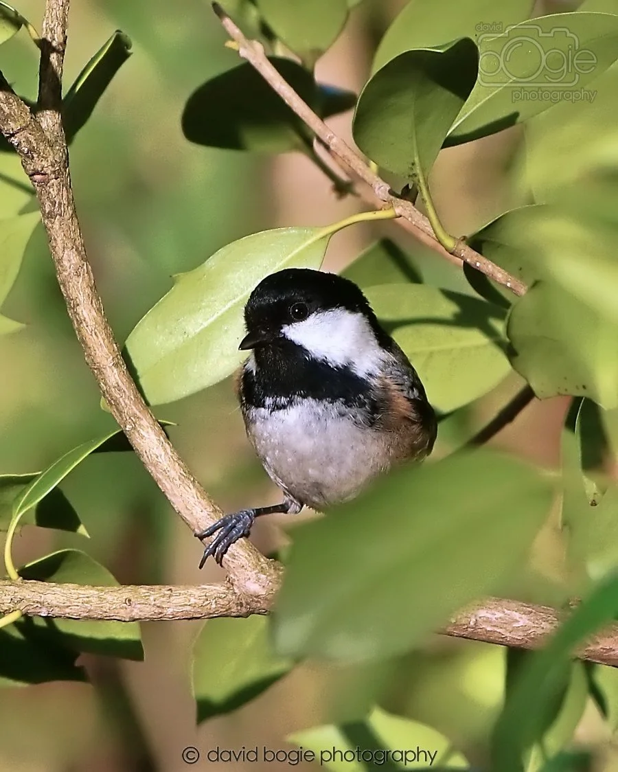 20260128 134730 Dunnikier 0295.jpg