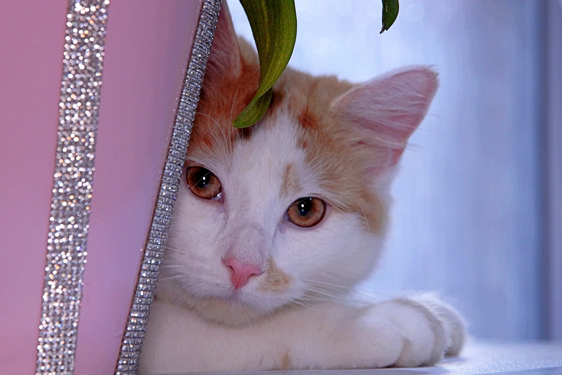 CATS 0453.jpg